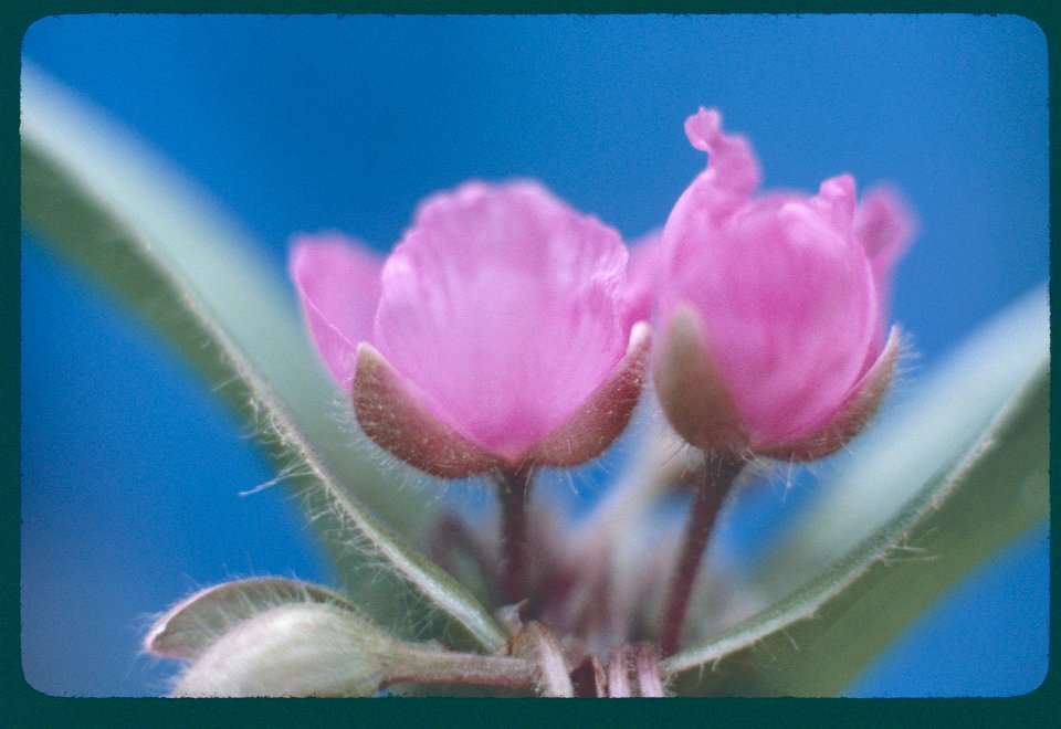 Spiderwort flower 1980